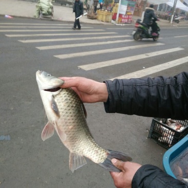 白鲫食用