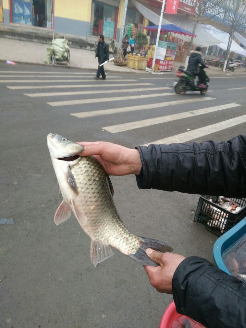 白鲫食用