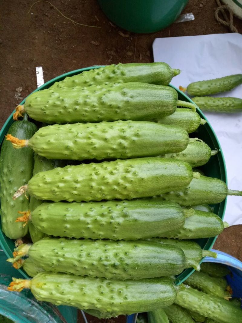 黄瓜苗