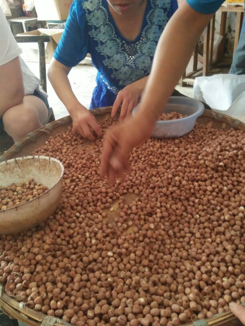 莲子红莲子，小粒野莲子精品，质量保证欢迎采购