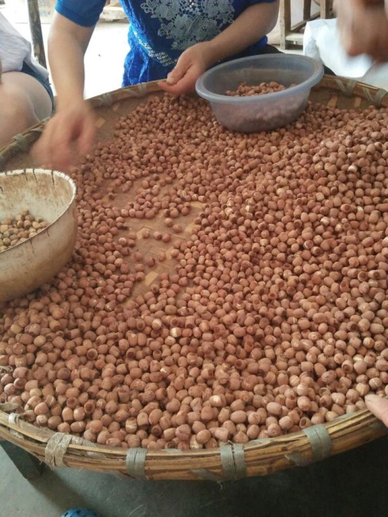 莲子红莲子，小粒野莲子精品，质量保证欢迎采购