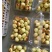 大荔冬枣直口通货电商平台对接产地直发