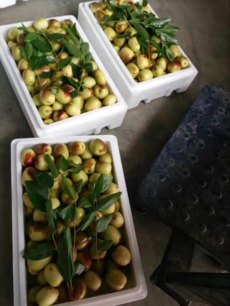 大荔温棚冬枣