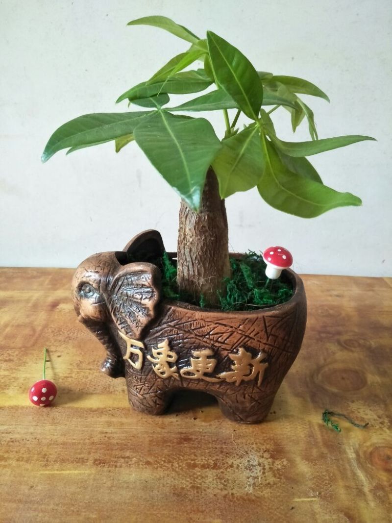 发财树含盆