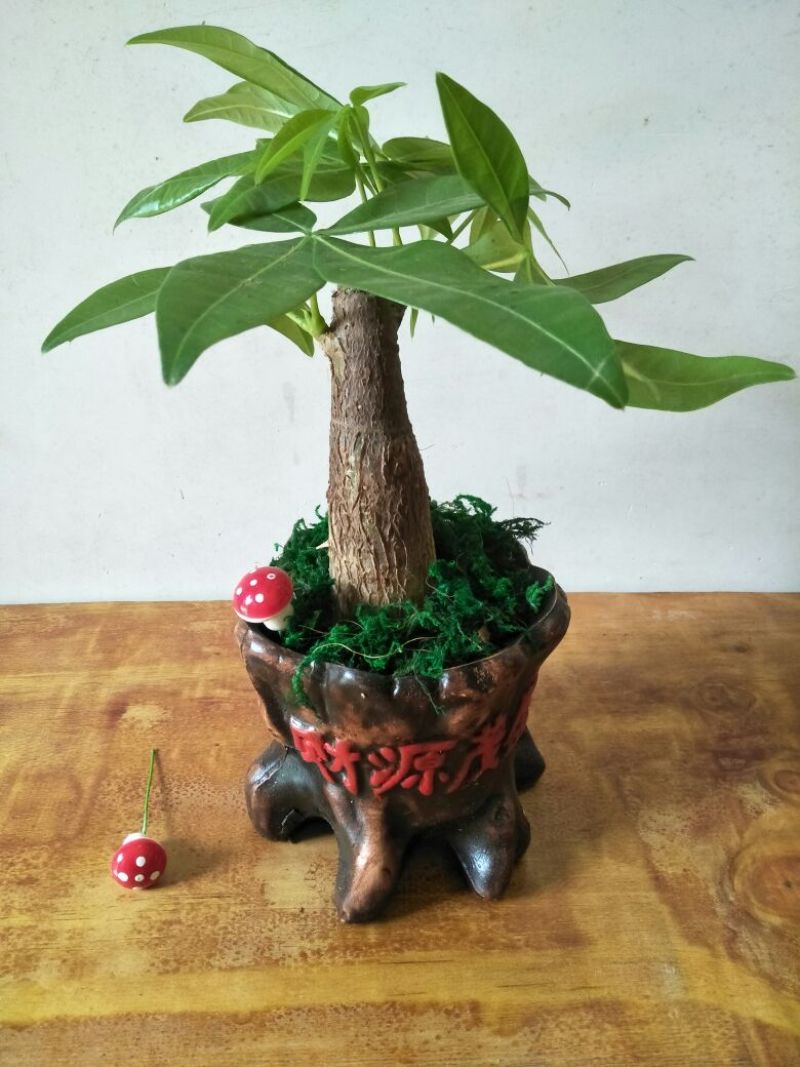 发财树含盆