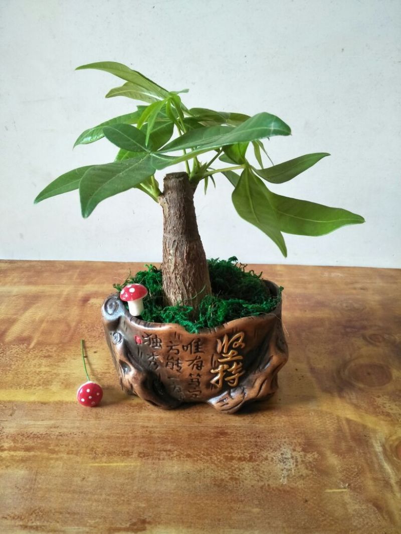 发财树含盆
