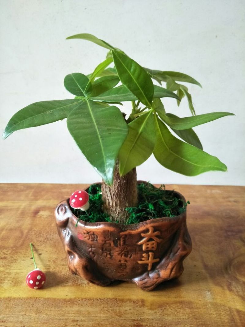 发财树含盆