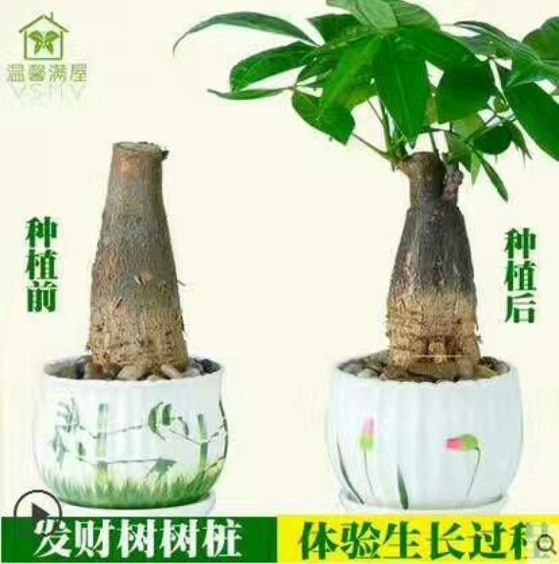 发财树不含盆