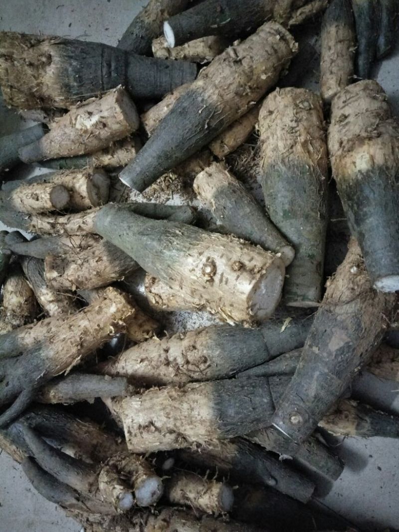 发财树不含盆