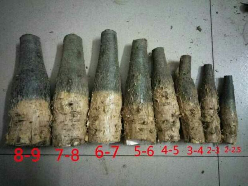 发财树不含盆