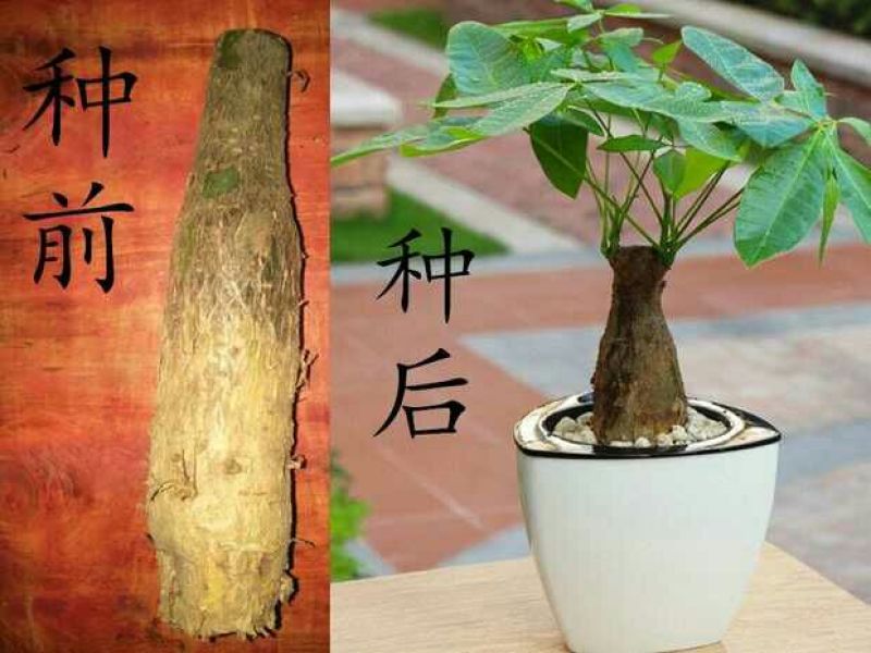 发财树不含盆
