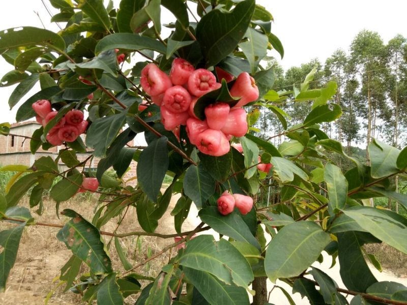 莲雾种苗黄金刚莲雾苗大叶红莲雾苗黑糖芭比莲雾苗