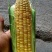 甜玉米、金百甜、菜用玉米太阳花、玉米、水果玉米、产地直