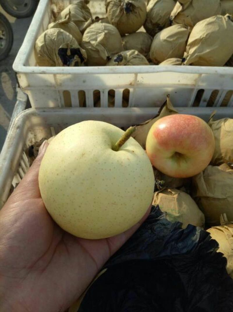 安徽砀山青皇冠梨白皮翠玉梨纸袋装个头均匀货源充足