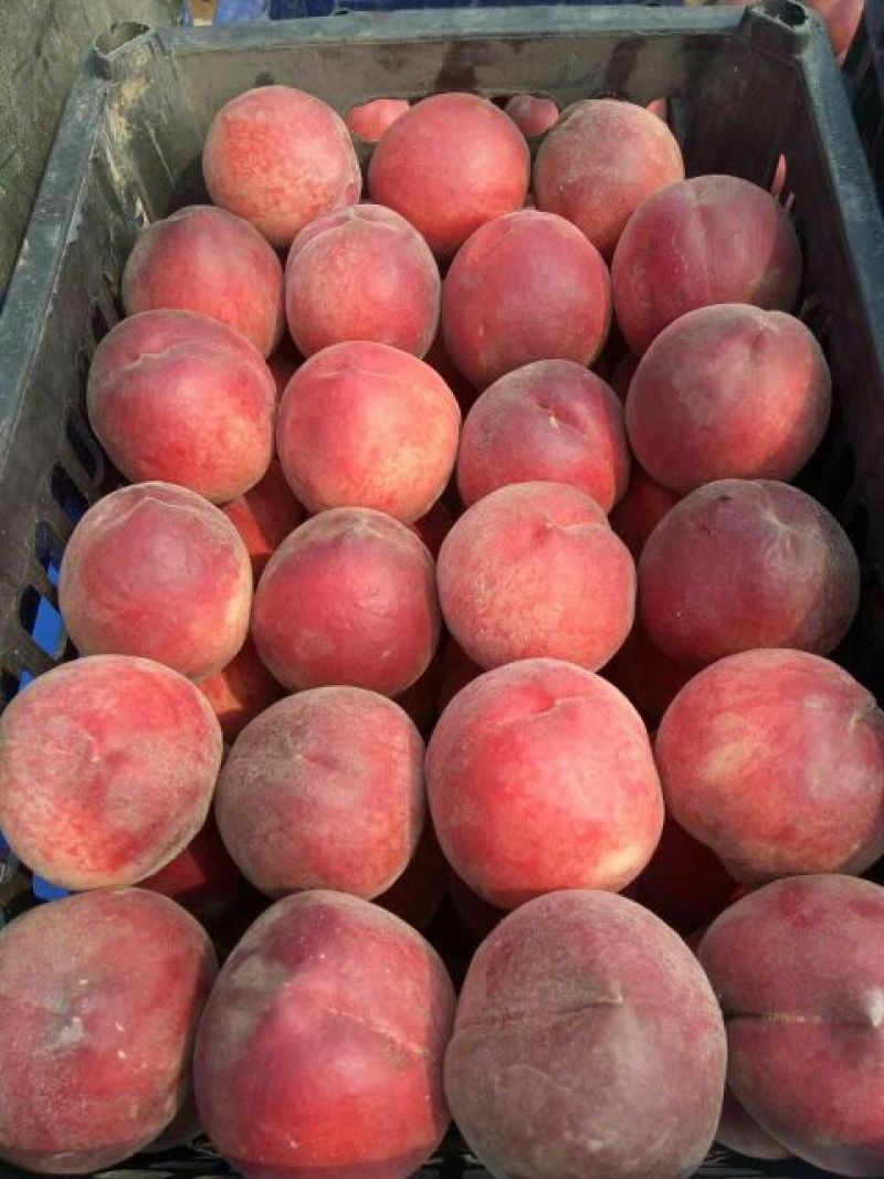 露天春雪毛桃60以上