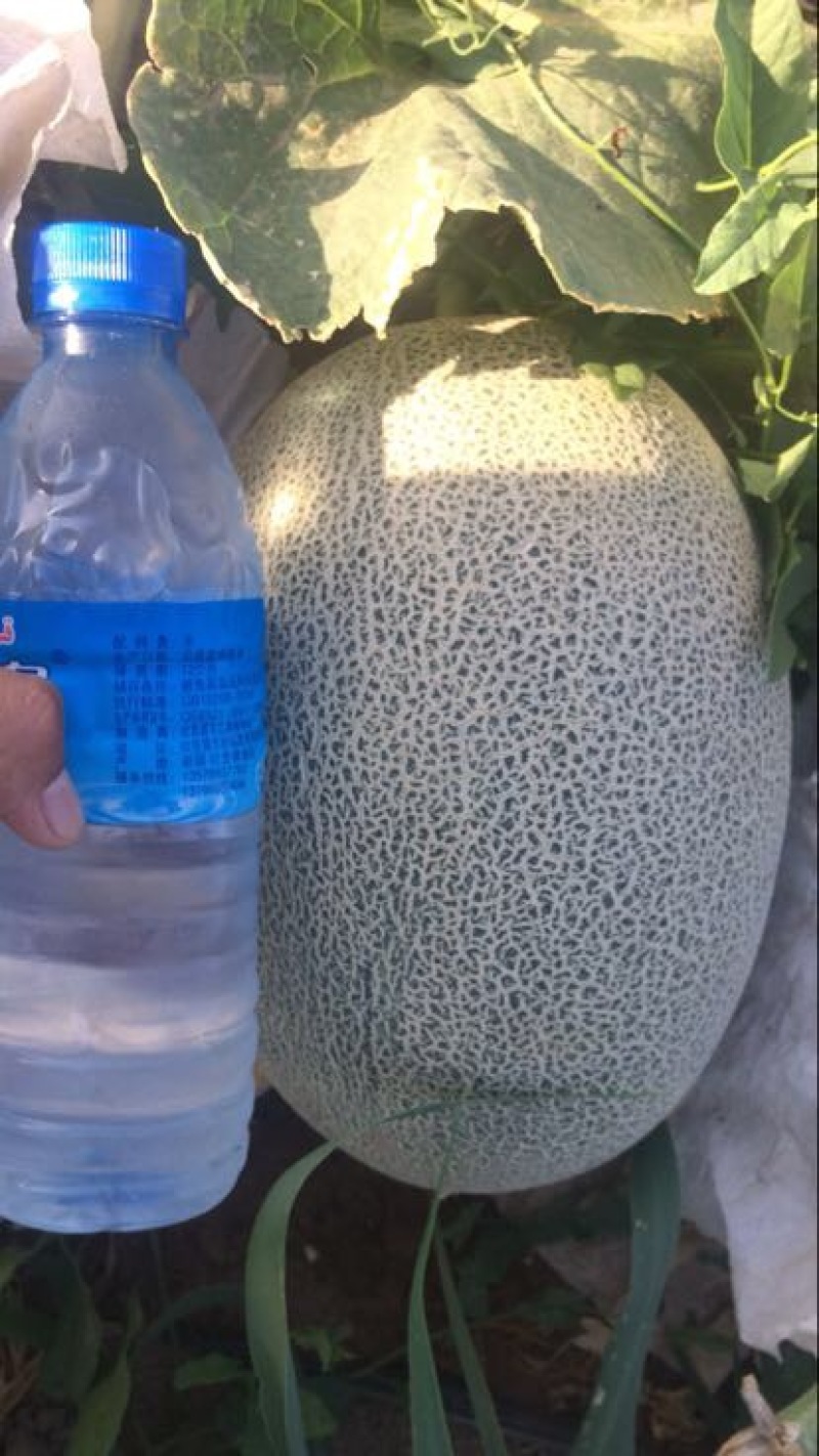 哈密瓜