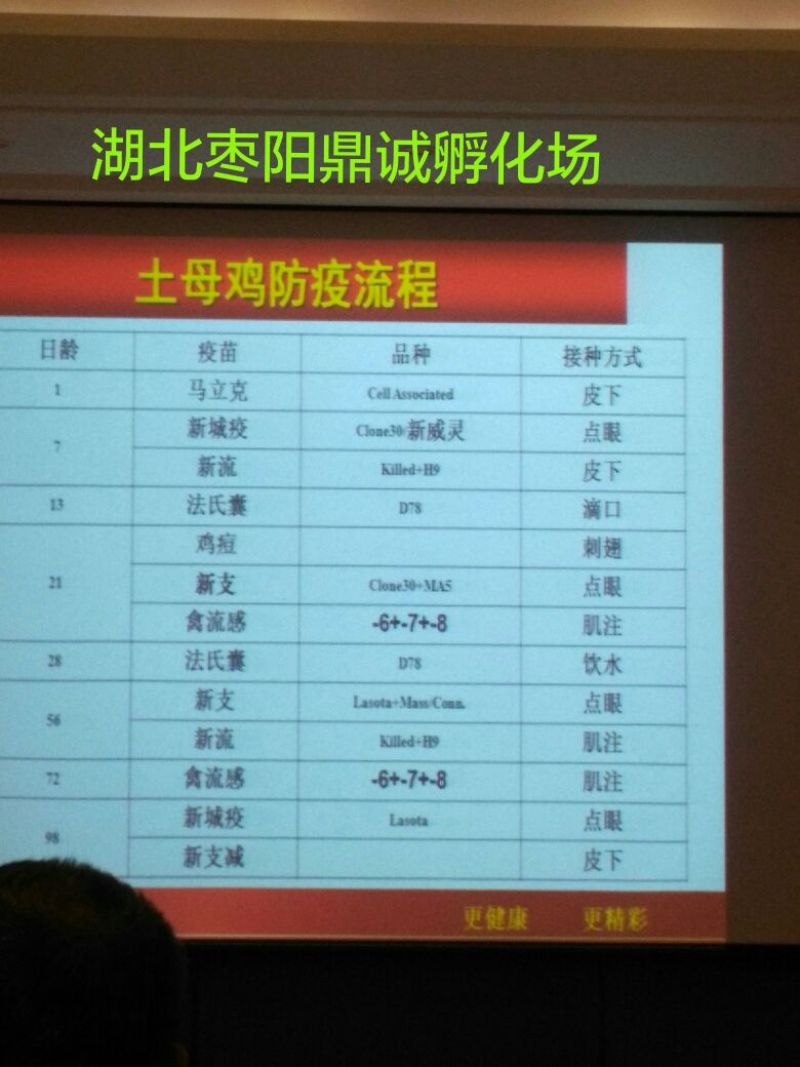 绿壳蛋鸡苗青脚黄麻羽绿壳蛋鸡苗