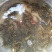 黄颡鱼苗