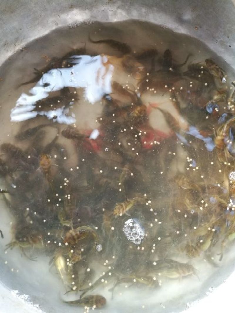 黄颡鱼苗
