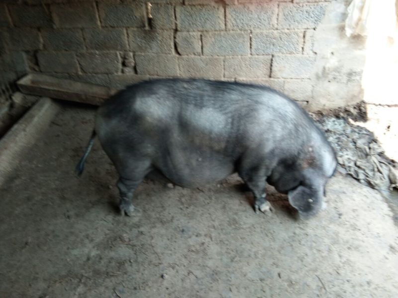 太湖母猪种猪