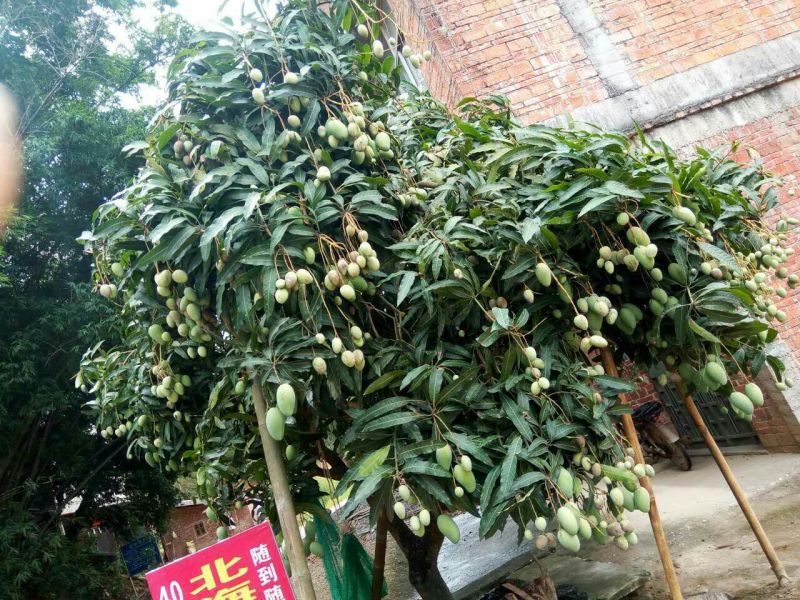 台农芒果正品嫁接苗可视频看货支持线上交易产地直销