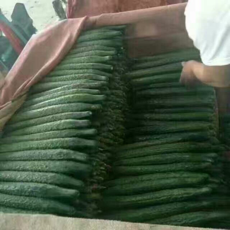 青瓜22~25公分鲜花带刺