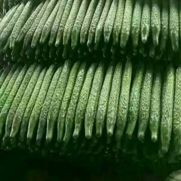青瓜22~25公分鲜花带刺
