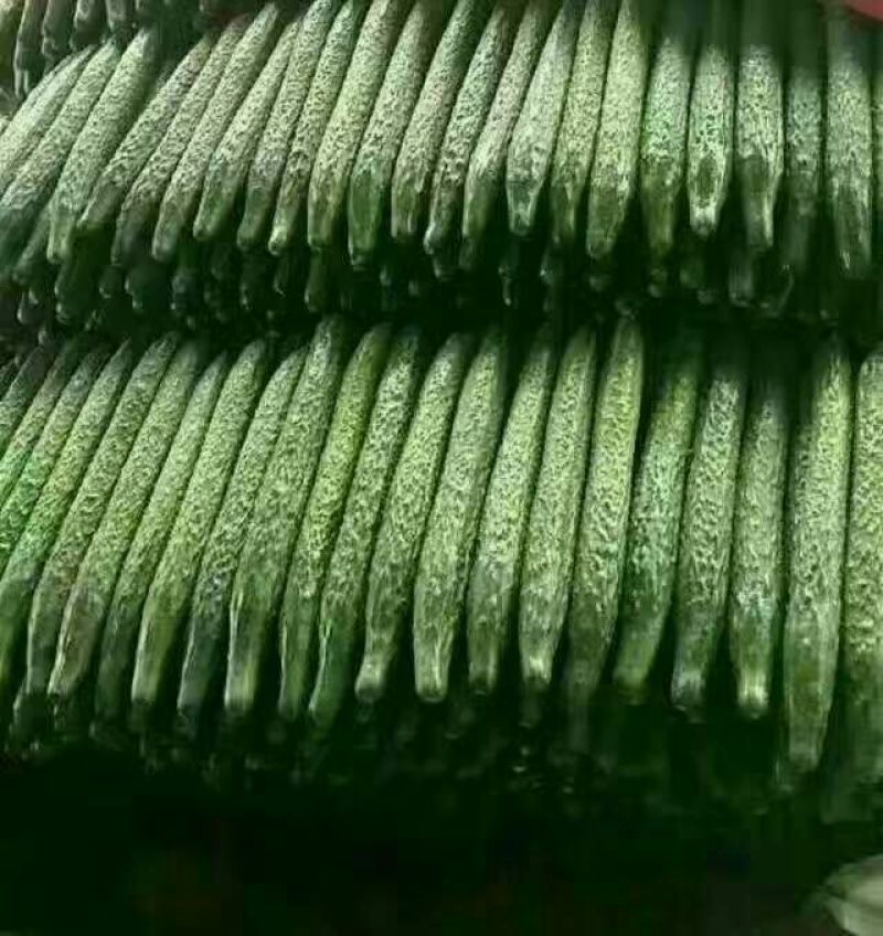 青瓜22~25公分鲜花带刺