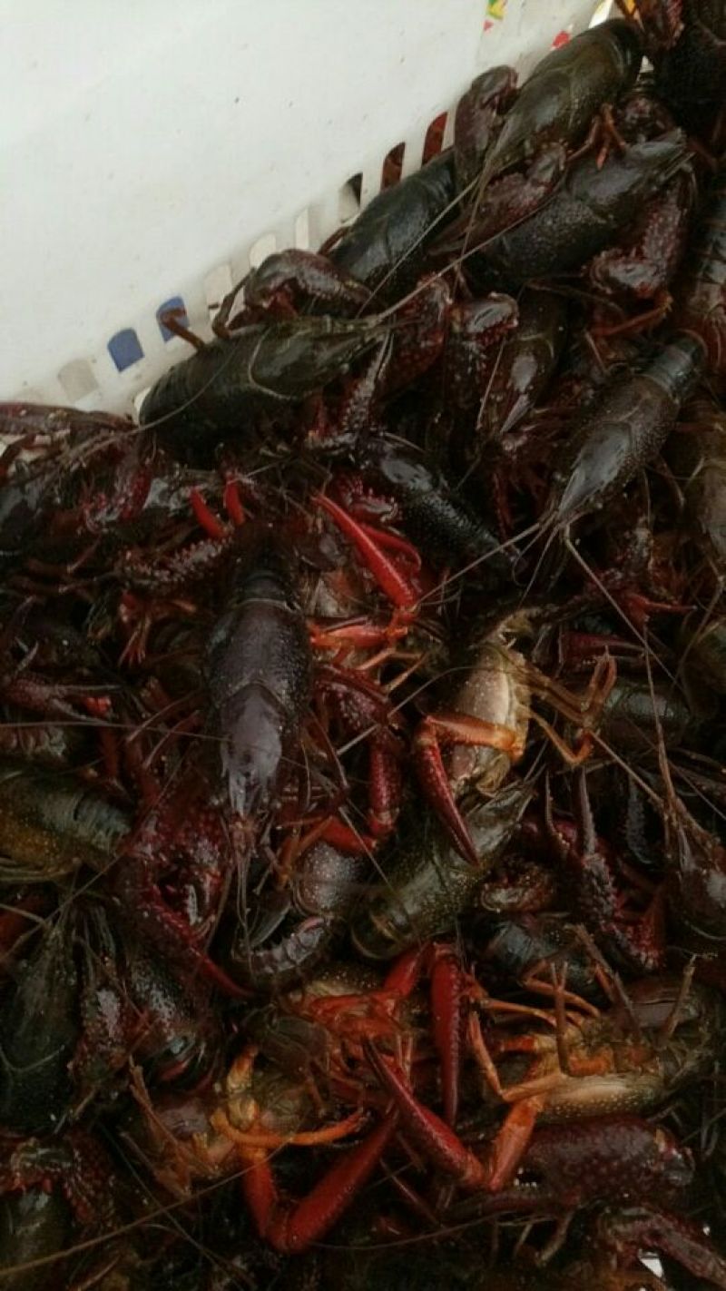 克氏原螯虾小龙虾主养6-8钱（30-40克）食用活虾