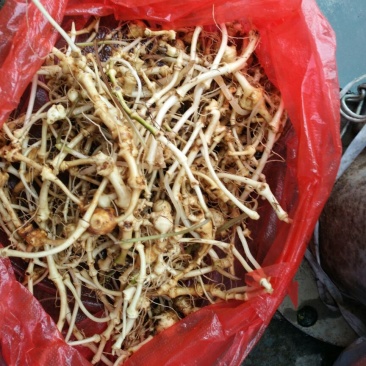 三七根茎无数头统货