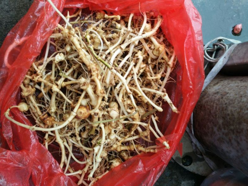 三七根茎无数头统货
