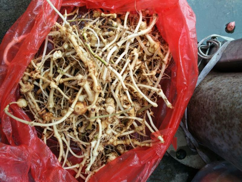 三七根茎无数头统货
