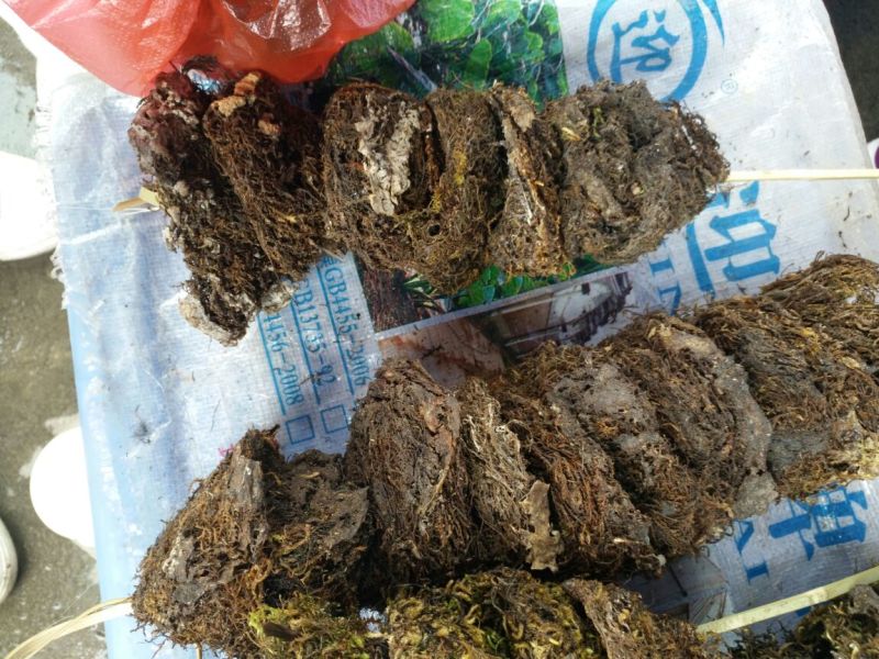 燕窝
