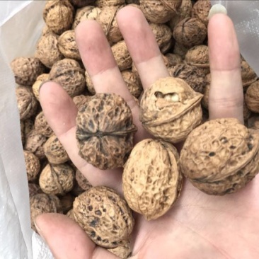 大泡核桃去皮干