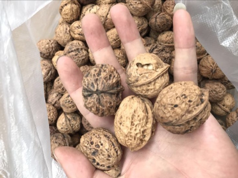 大泡核桃去皮干