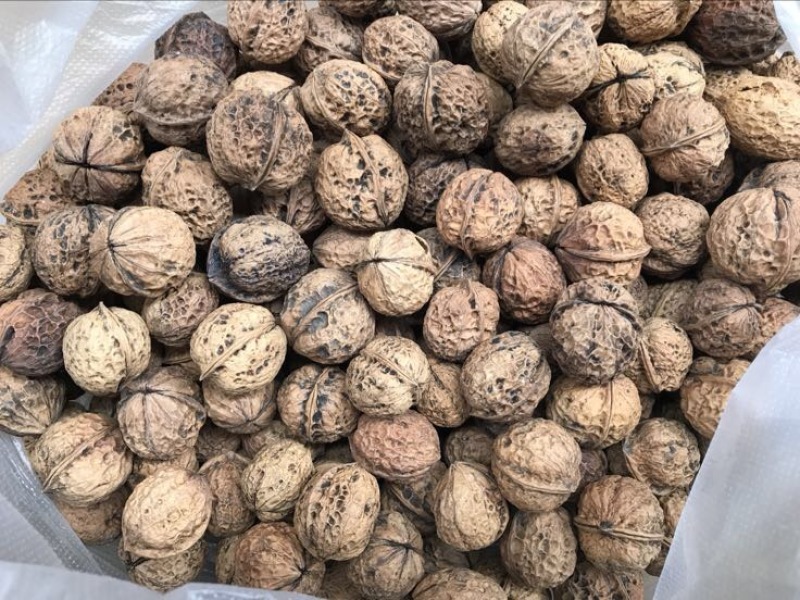 大泡核桃去皮干