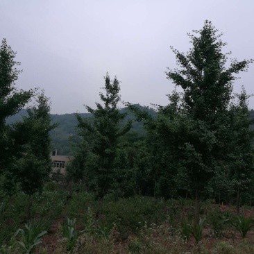 银杏树6~8cm4米以上2~3米