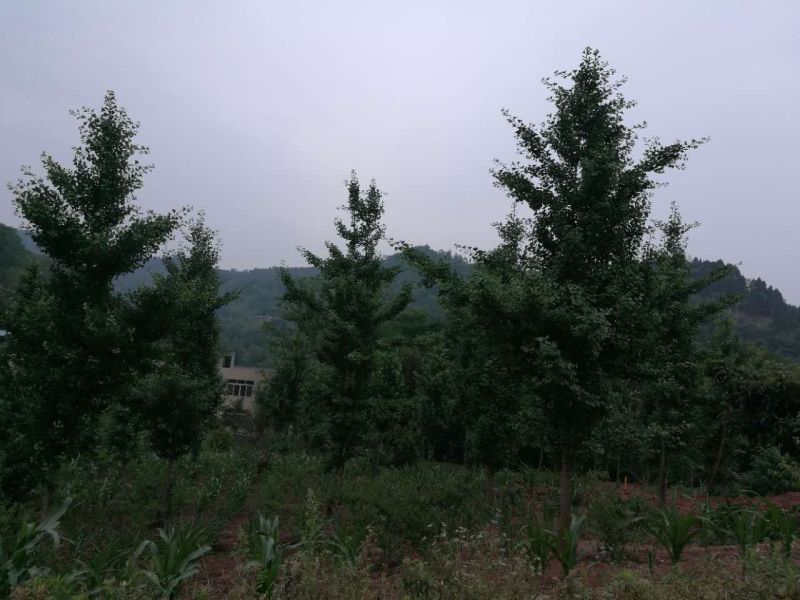 银杏树6~8cm4米以上2~3米
