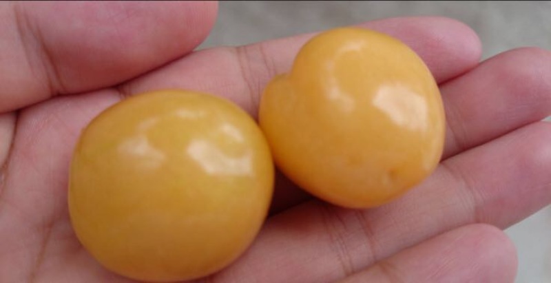 灯笼果3g以上