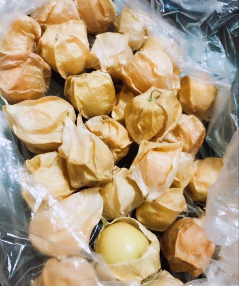 灯笼果3g以上