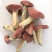 红菇0.01%1%一级5~8cm