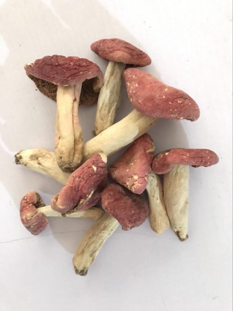红菇0.01%1%一级5~8cm