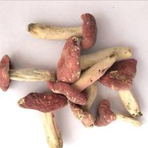 红菇0.01%1%一级5~8cm
