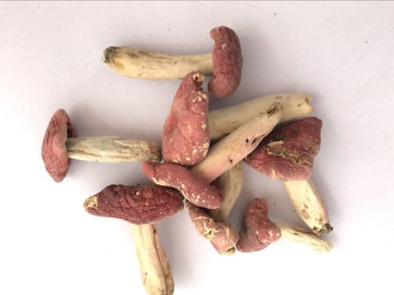 红菇0.01%1%一级5~8cm