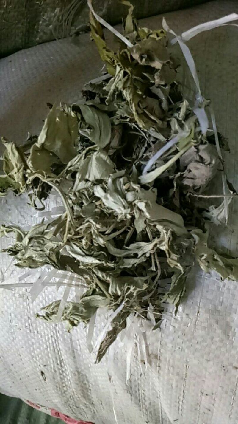 生艾全叶统