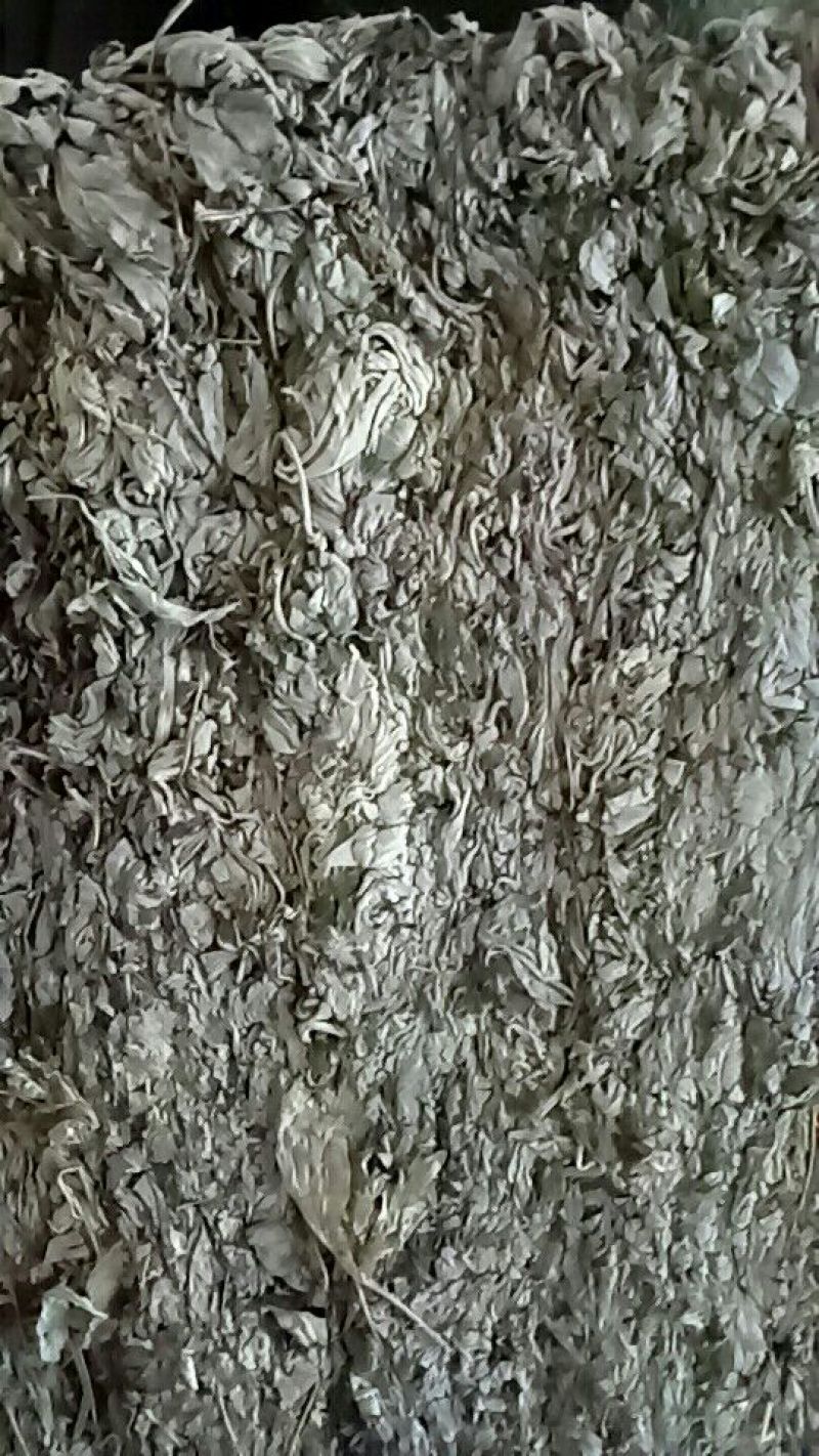 生艾全叶统