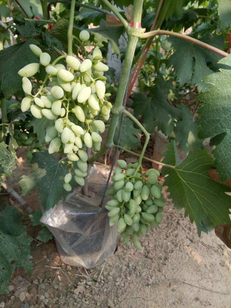 盆栽葡萄50~80cm