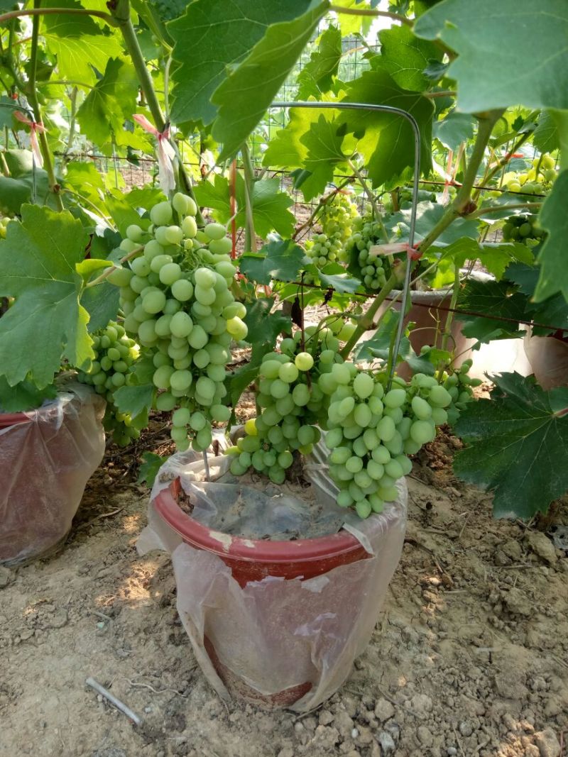 盆栽葡萄50~80cm