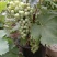 盆栽葡萄50~80cm