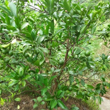 橘子树红橘苗，
